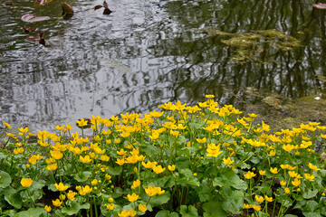 Yellow flowers of caltha palustris close-up on the bank of the pond