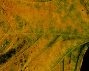 Closeup of a pretty green and yellow leaf with tiny veins that make an detailed natural pattern.