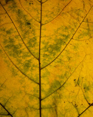 Closeup of a pretty green and yellow leaf with tiny veins that make an detailed natural pattern.