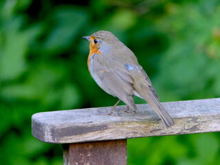 Rotkehlchen im Garten