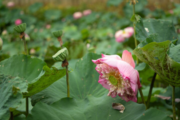 Lotus blooming in nature and copy  space