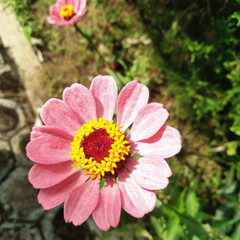 Obraz premium Close up of single, pink colored, blooming Zinia Anggun flower. High quality photo