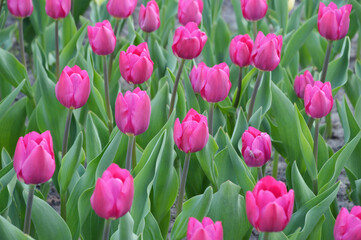 Pink tulips with green leaves. Beautiful spring flowers. Natural background.