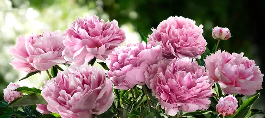 Rollo Pfingstrosen Bouquet of large pink peonies isolated on a blurred garden background.