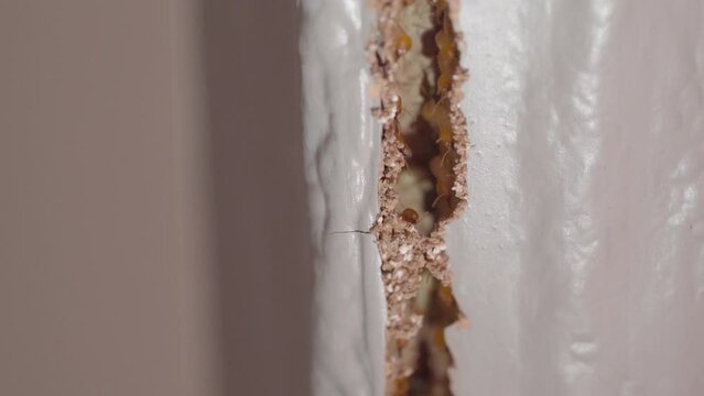 Window frame had been damaged by termites, Selective focus at termite nest.