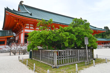 初夏に参拝した京都市平安神宮の右近の橘