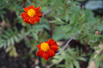 Zwei orange-gelbe Witwenblumen in Hochbeet im Garten im Frühling 