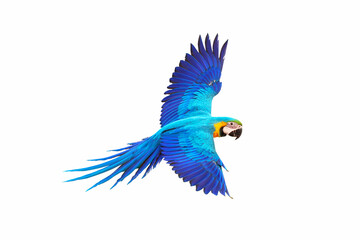 Colorful macaw parrot flying isolated on white. © Passakorn
