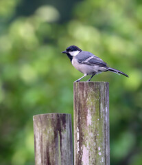 Portrait of Cinereous tit .cinereous tit is a species of bird in the tit family Paridae.