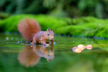 Eurasian red squirrel (Sciurus vulgaris) searching for food in the forest in the Netherlands.