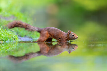 Eurasian red squirrel (Sciurus vulgaris) searching for food in the forest in the Netherlands.