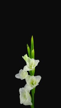 Time lapse of opening white gladiolus flower isolated on black background, vertical orientation