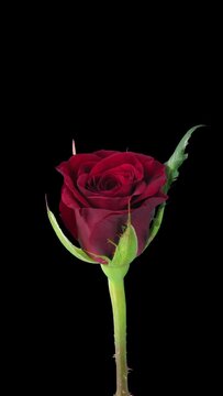 Time lapse of opening red Valentino rose isolated on black background, vertical orientation