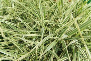 Light green leaves. Long, thin, fresh green leaves. Shades of green. Natural background and texture.