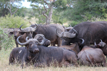 Obraz premium African or Cape buffalo, Kruger National Park, South Africa