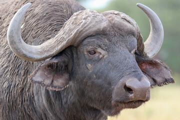 African or Cape buffalo, Kruger National Park, South Africa