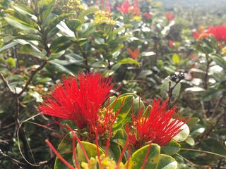 bright red ohia flowers