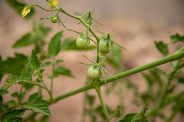 Tomato branch with small tomatoes growing and yellow flowers