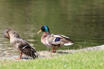 A mallard and a female duck by the Leeds and Liverpool canal. This photo has been taken on a warm and sunny summers day.
