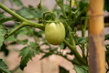 small green tomato, growing on the bush in the vegetable garden at home, home cultivation