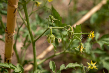 small green tomato, growing on the bush in the vegetable garden at home, home cultivation