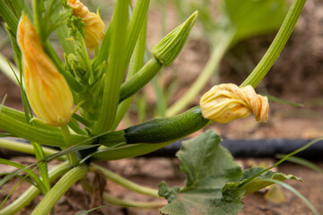 courgette plant with orange flowers and small fruits growing in the vegetable garden at home, home gardening
