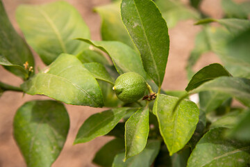 Small lemon tree bearing its first fruits, small lemons, green lemons