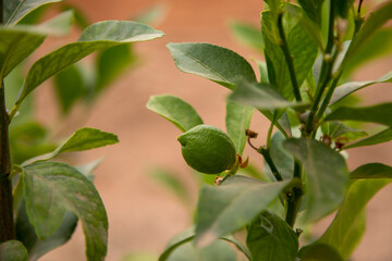 Small lemon tree bearing its first fruits, small lemons, green lemons