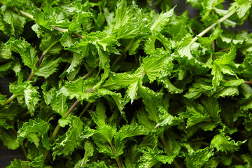 Fresh mint leaves background, green spearmint plant