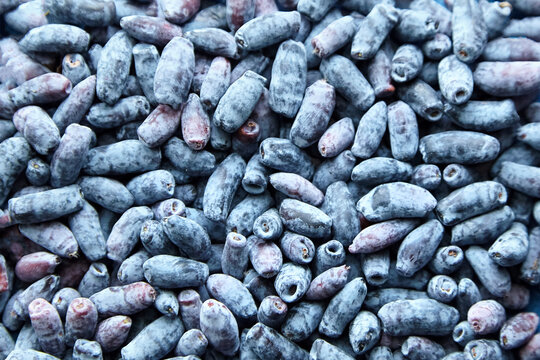 Haskap berry with fresh green leaves background, top view. Blue honeyberry (Lonicera caerulea) or honeysuckle