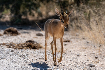 Dik dik antelope in Etosha National Park Namibia Africa