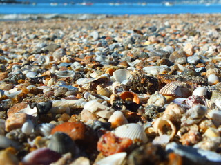 shells on the beach