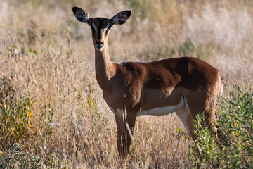 Impala antelope in Etosha National Park in Namibia Africa