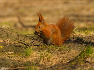 Squirrel in the park. Red squirrel. Eurasian red squirrel (Sciurus vulgaris)