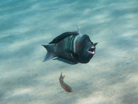 Coris aygula - Clown coris fish with his mouth open, baring his teeth, Red Sea