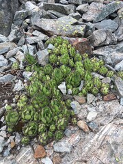 stone wall with moss