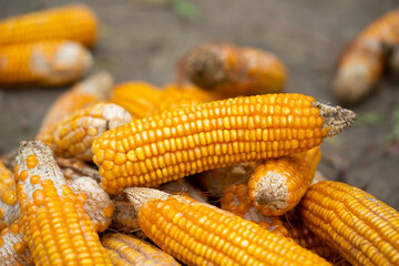 Photograph of freshly picked sweet corn on the cob with husk on and one husk removed, getting ready for cooking.
