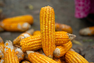 Photograph of freshly picked sweet corn on the cob with husk on and one husk removed, getting ready for cooking.