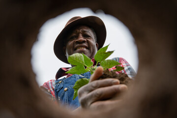 An african farmer is planting a pepper plant in the field, photo from below.