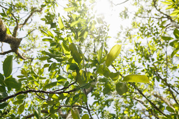 Moving fresh green foliage inside a tree in sunlight calming nature footage