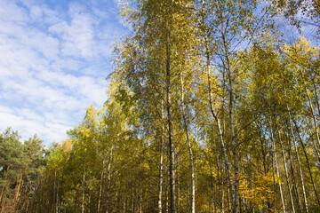 View of the birches in the autumn forest against the blue sky