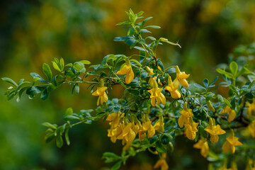 Yellow flowers of Karagana shrub, or steppe acacia ( lat. Caragana frutex)