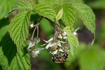 Flowers of raspberry (Rubus idaeus) with an insect who pollinates the flowers. - obrazy, fototapety, plakaty