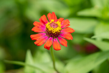 Flowers in Spring. High-quality photo
