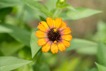 Very beautiful, delicate orange flower, grows on a bed. Nice warm background and decoration.
