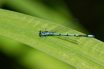 A male azure damselfly (Coenagrion puella) sitting on grass.