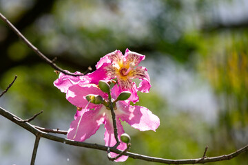 Obraz premium Wonderful Pink flowers of Ceiba speciosa or Chorisia speciosa pollinating bees in selective focus and blurred background.