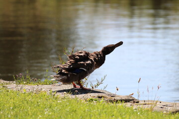 A female duck at the side of the Leeds and Liverpool canal. This photo was taken on a warm and sunny summers day. The duck is about to jump into the canal