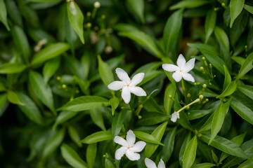 Obraz na płótnie Canvas Flowers in Spring. High-quality photo 