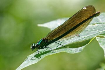 A female beautiful demoiselle (Calopteryx virgo) and her shadow on a maple leaf.